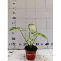 caladium indoor plants in stock